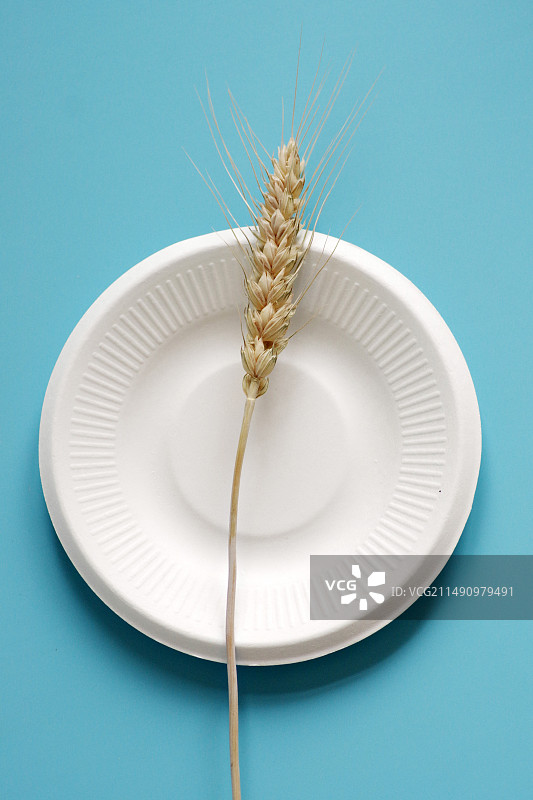 蓝色背景下盘子里的小麦特写镜头图片素材
