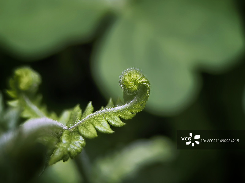 蕨类植物图片素材