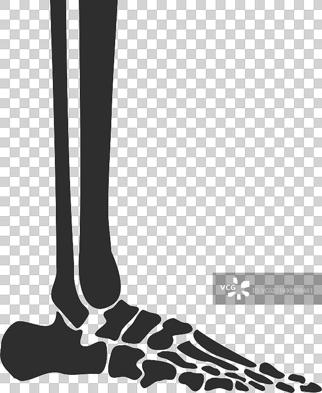 人体腿骨脚部解剖侧视图图片素材