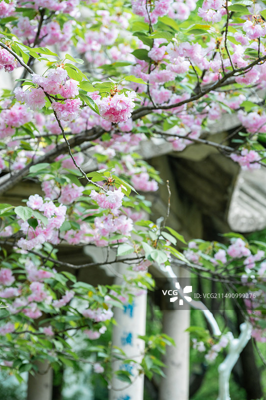 济南五龙潭公园樱花 晚樱 关山图片素材