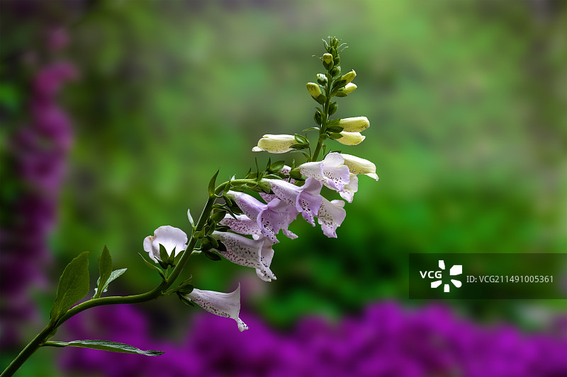 东坡公园里盛开的喇叭花（毛地黄foxglove）图片素材