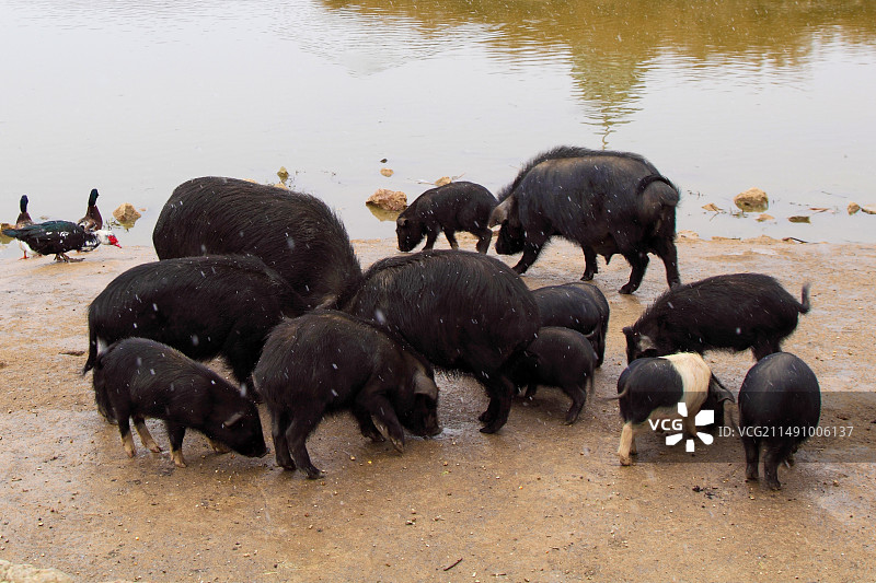 云南省迪庆州“松赞林寺”养得猪图片素材