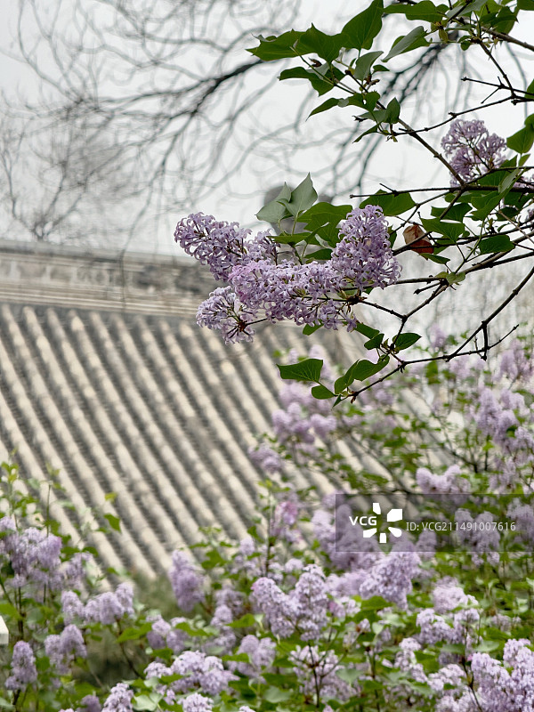 法源寺-灰瓦屋顶的紫丁香图片素材