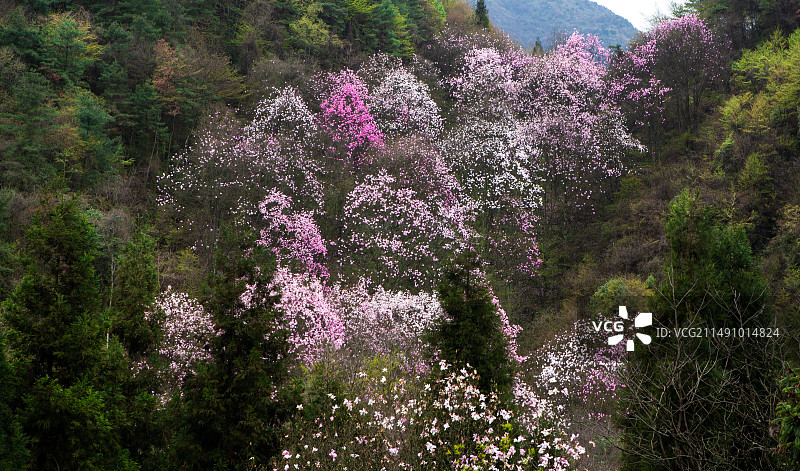 四川江油市药王谷辛夷花图片素材