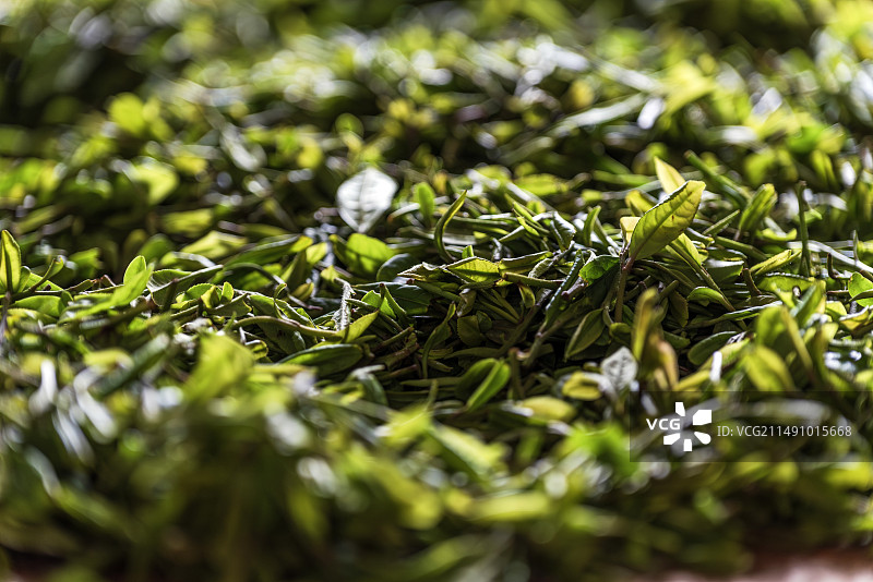 新鲜采摘的茶叶图片素材