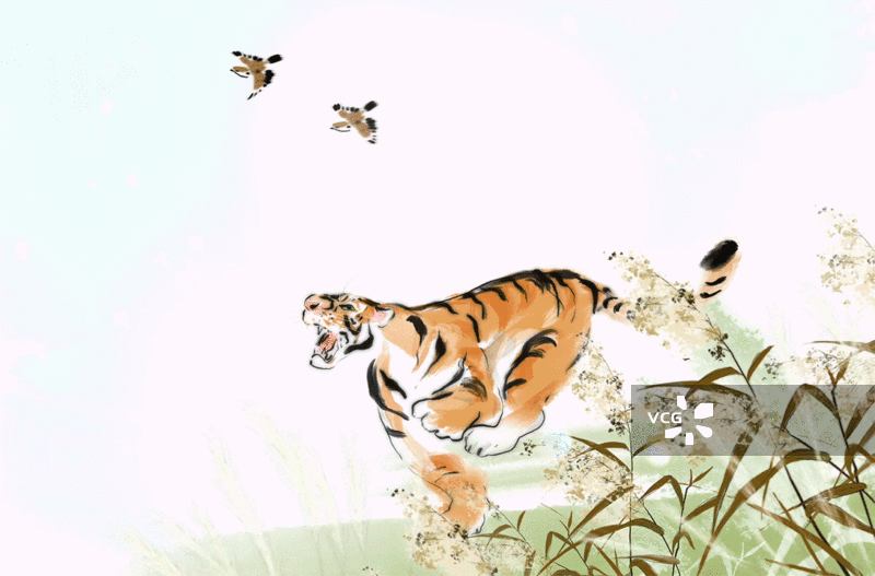 老虎图片素材