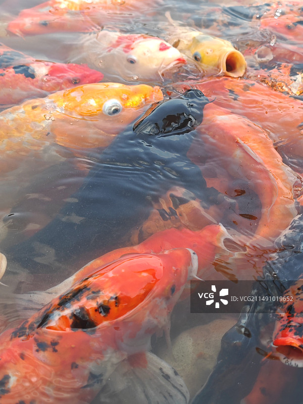 锦鲤，鱼，喂鱼，一群鱼，水，生物，鱼类，鸿运，好运，喂鱼，鱼嘴，池塘，鱼塘，丰收，肥美，奶瓶喂鱼图片素材
