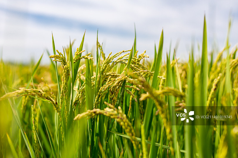 水稻图片素材