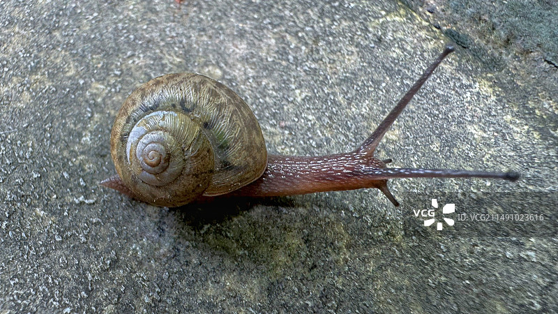 一只爬行的小蜗牛！图片素材