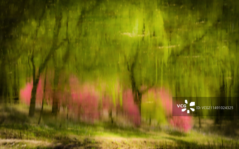 春的印象 Impression of spring图片素材