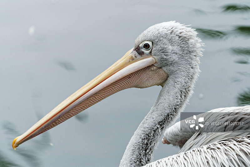 北京动物园的小动物 夜鹭、鹈鹕、狮子、长颈鹿图片素材