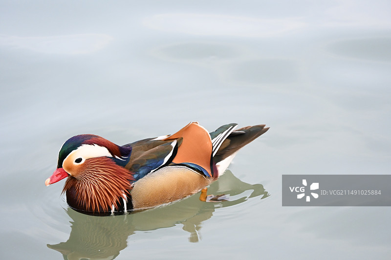 鸳鸯 鸭 天鹅图片素材