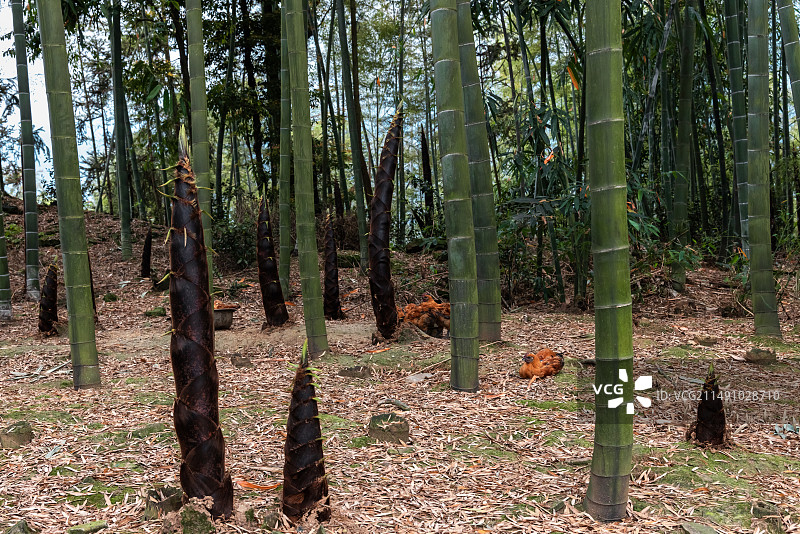 春天竹林和春笋图片素材