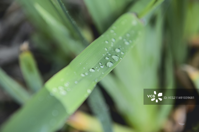 雨滴落在树叶上的特写镜头图片素材