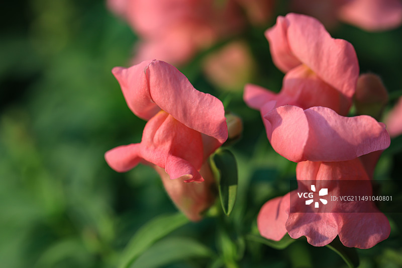 金鱼草图片素材