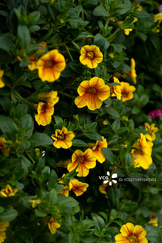 春天草丛中黄色的雏菊图片素材