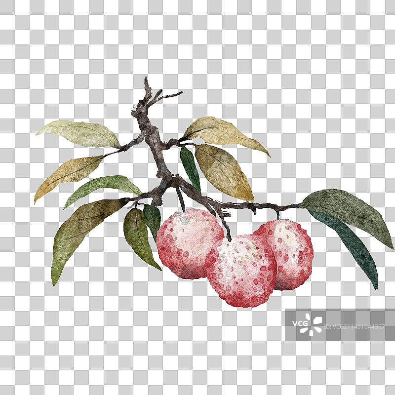 国画荔枝图片素材