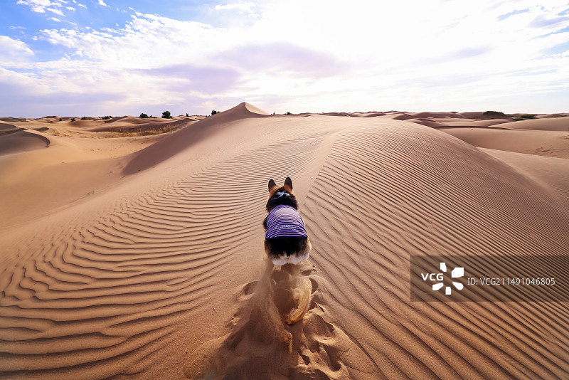 沙漠里开心的威尔士柯基犬图片素材