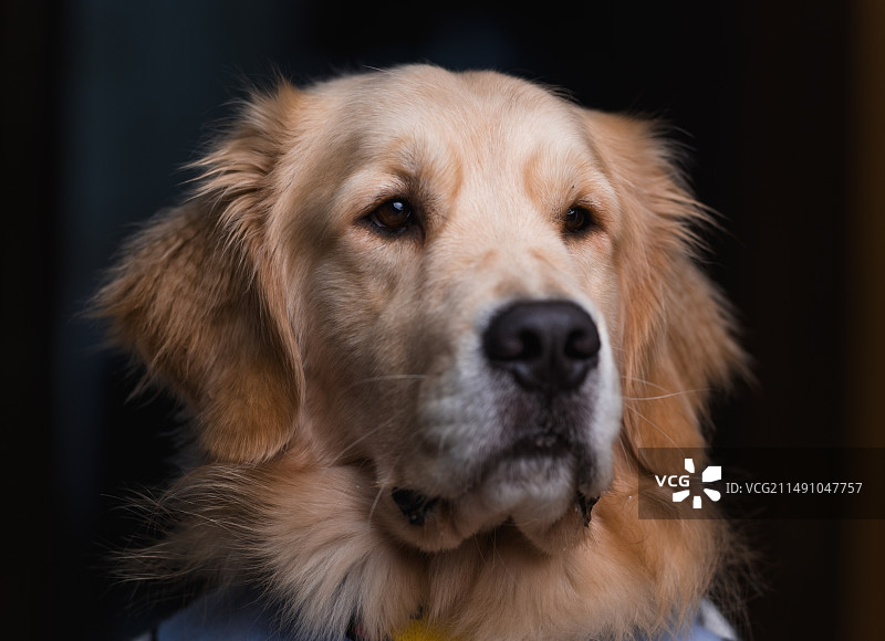 狗的特写肖像图片素材