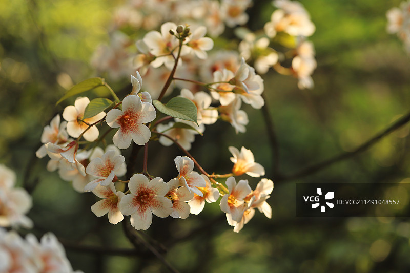 春天桐油花开了图片素材