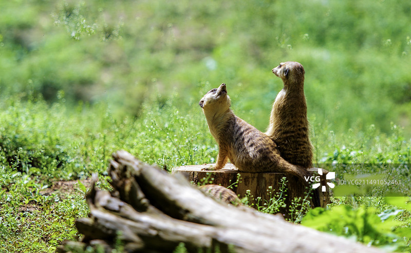 红山动物园-细尾獴图片素材
