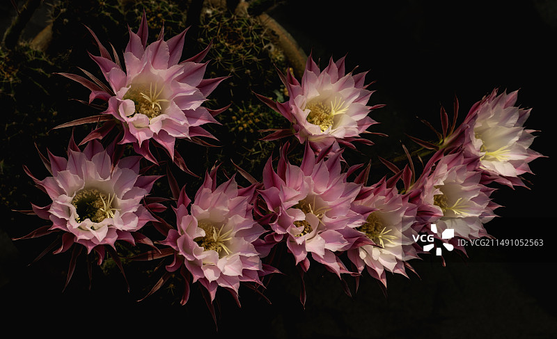 仙人球花图片素材