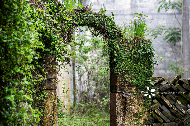 南方荒废的老房子拱门房门上爬满了植物图片素材