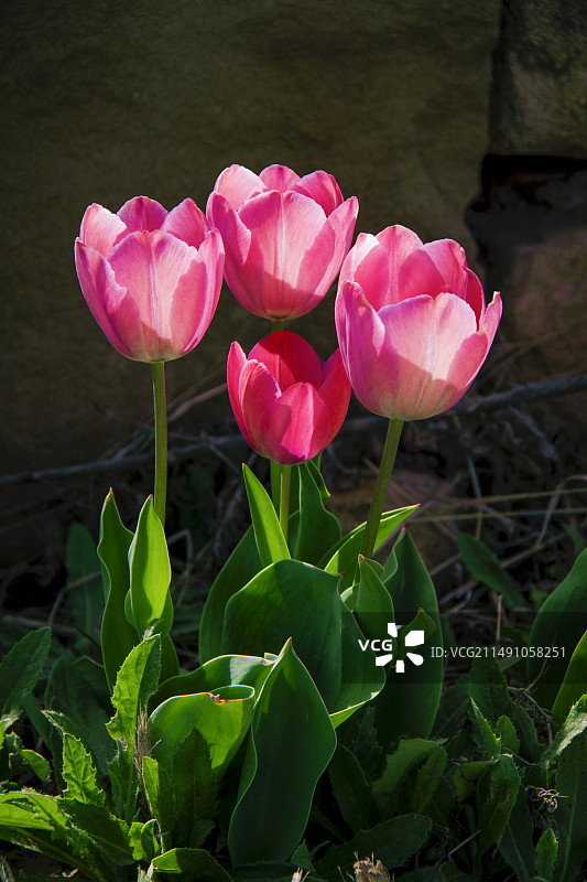 粉红色郁金香特写镜头图片素材