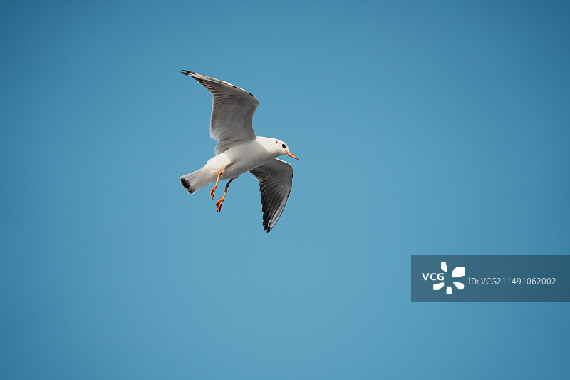 西伯利亚海鸥图片素材