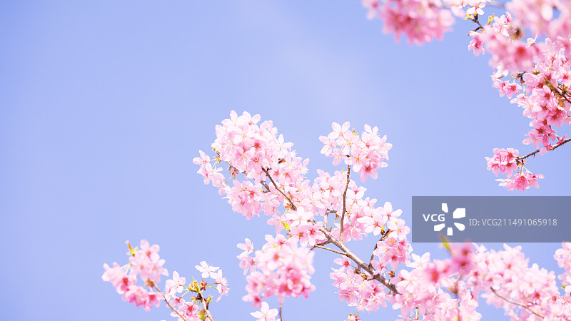 樱花  路牌  郁金香图片素材