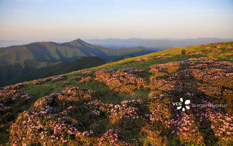 杜鹃花海的清晨图片素材