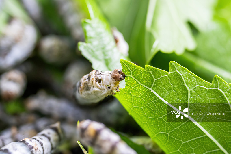 桑蚕宝宝吃桑叶微距特写图片素材