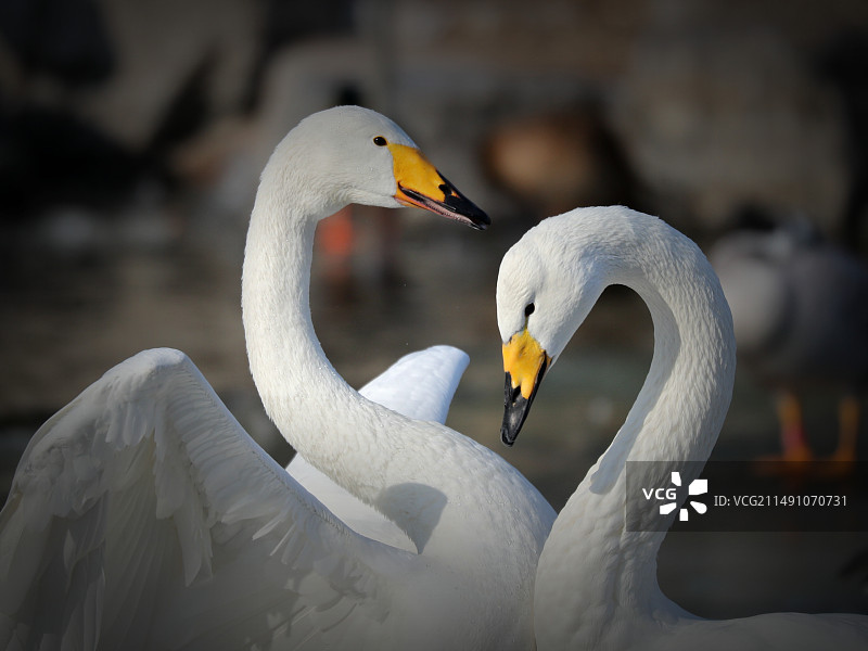 天鹅之恋图片素材
