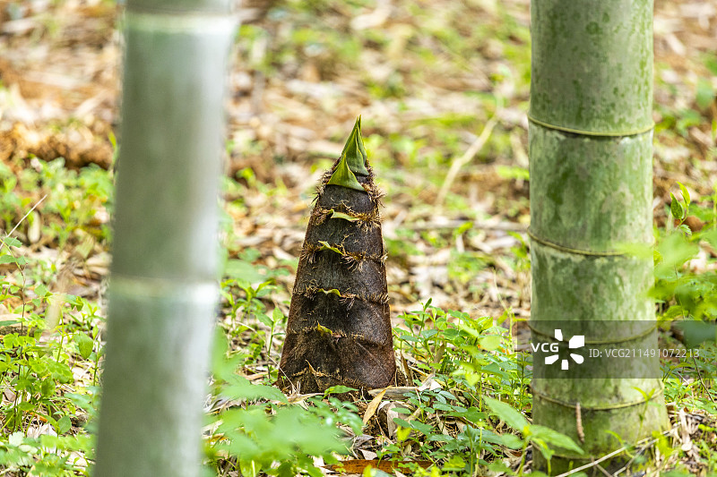 杭州云溪竹径毛笋图片素材