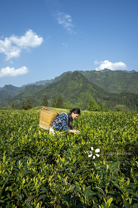一位美女在湖北咸丰县白茶基地采摘白茶鲜叶图片素材