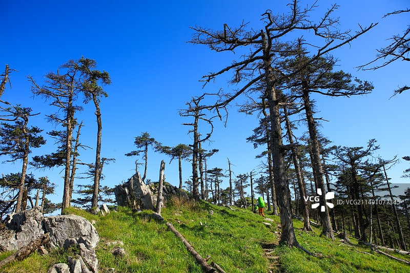 秦岭冷杉图片素材