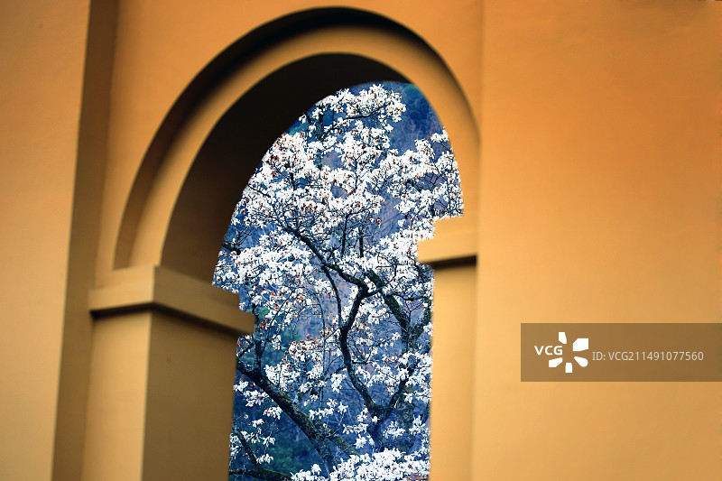 禅源寺的百年玉兰图片素材