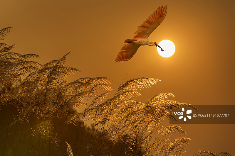 秦岭四宝 金丝猴 熊猫等图片素材