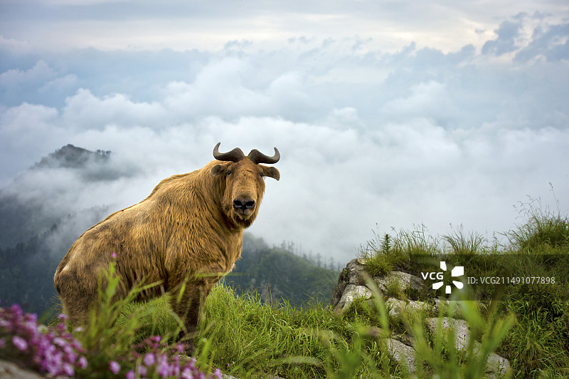 秦岭四宝 金丝猴 熊猫等图片素材
