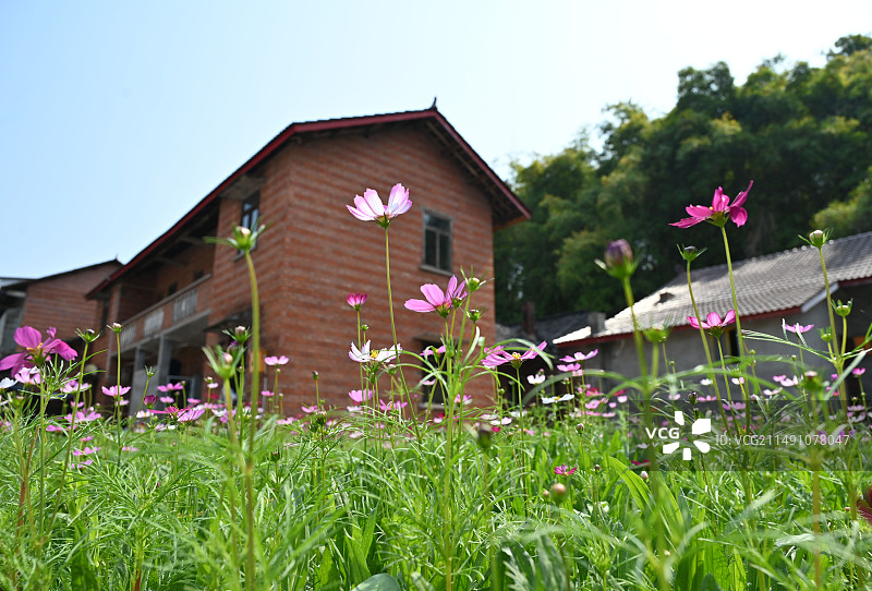 2024年4月15日，四川省内江市东兴区椑木镇新田社区，小祠堂大院在春日格桑花的映衬下显得格外美丽。图片素材