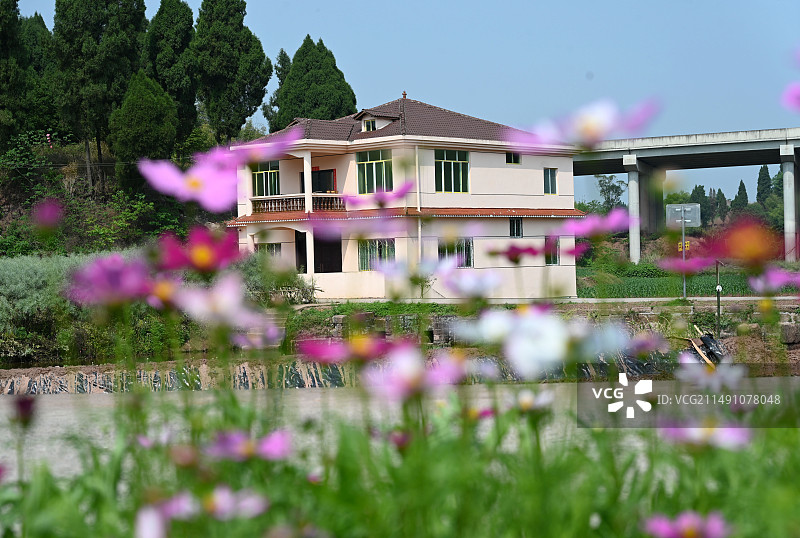 2024年4月15日，四川省内江市东兴区椑木镇新田社区，小祠堂大院在春日格桑花的映衬下显得格外美丽。图片素材