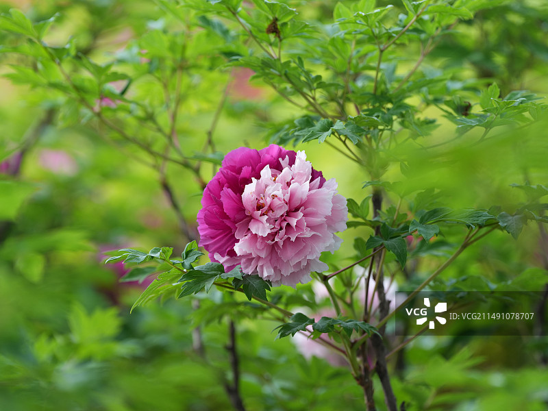 牡丹（二乔）图片素材