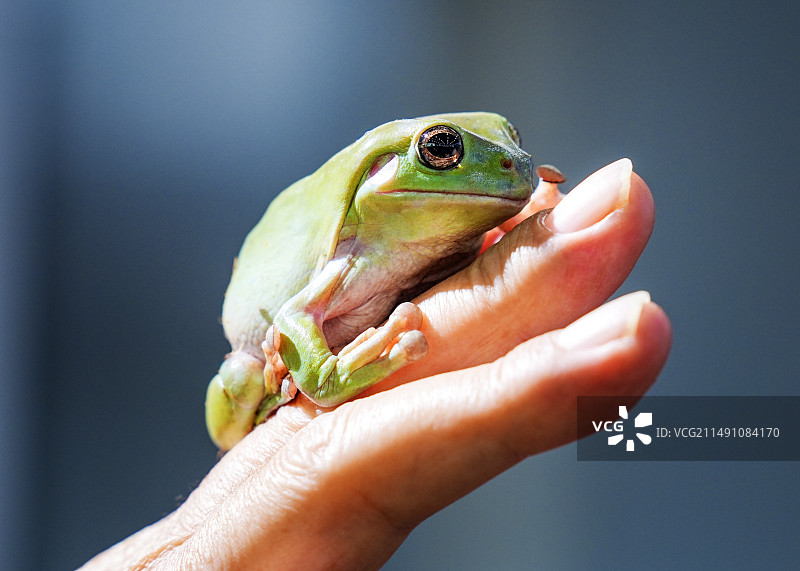 老爷树蛙图片素材