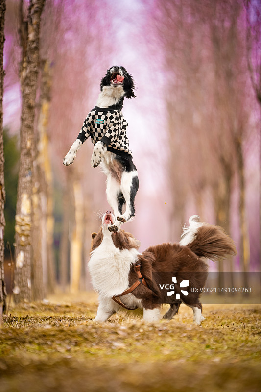 跳跃腾空的史宾格犬图片素材