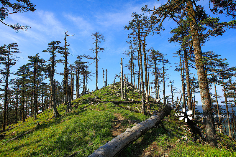 桀骜不驯，遗世独立，秦岭冷杉图片素材