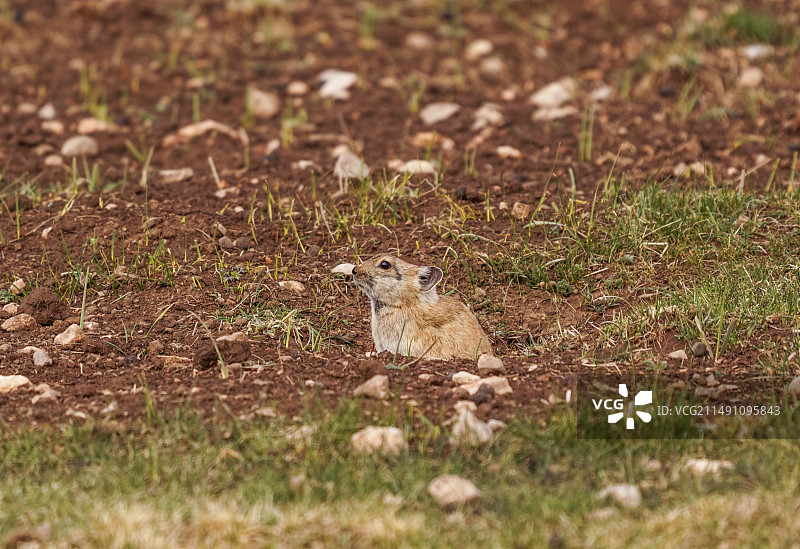 草地上的松鼠特写镜头图片素材