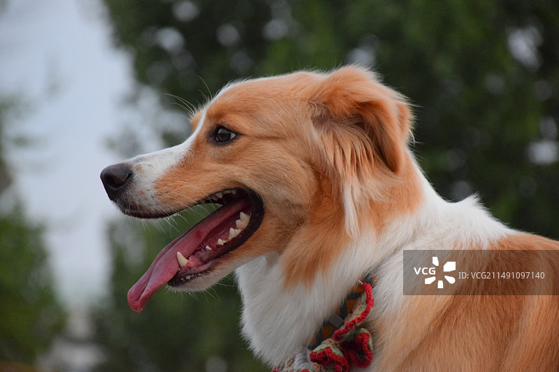 牧羊犬侧面特写图片素材