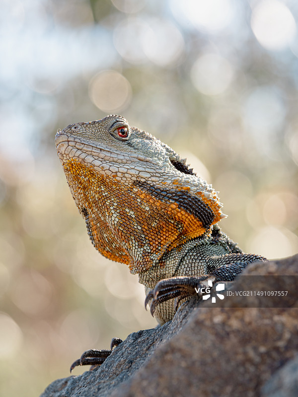 澳洲水龙图片素材