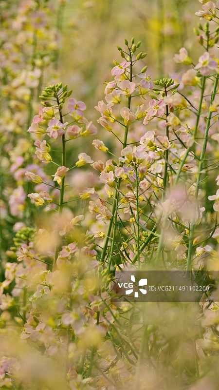 粉色油菜花图片素材
