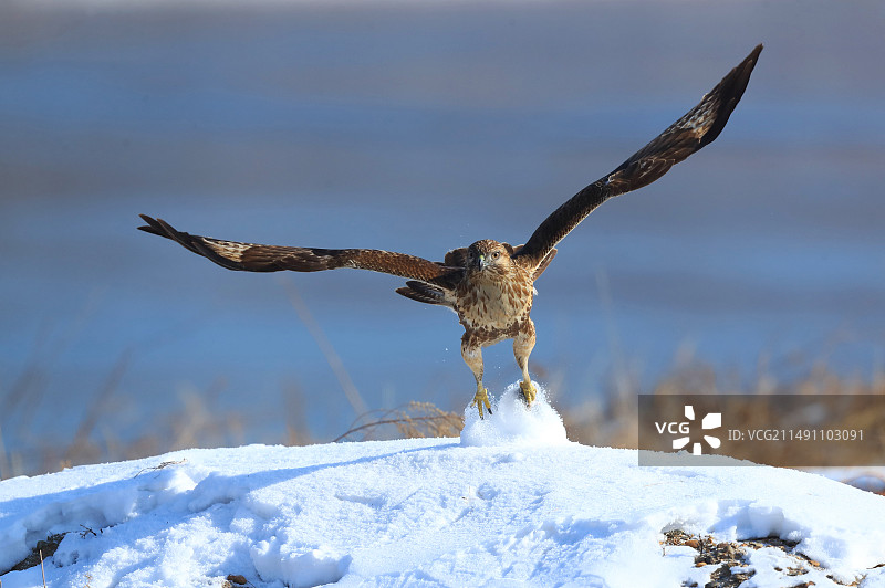 大鵟起飞图片素材